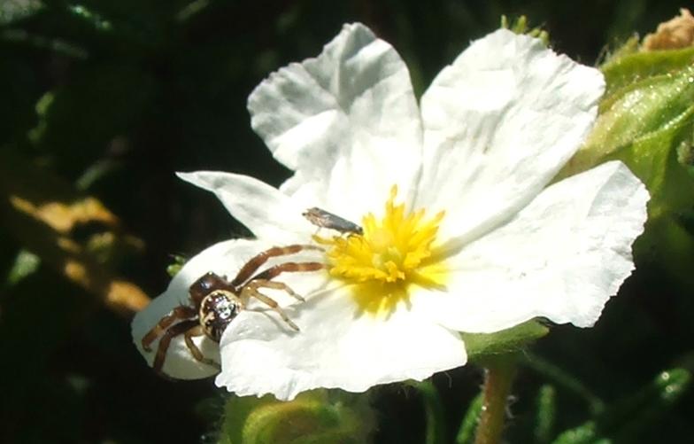 Cyrtophora citricola e Synema globosum